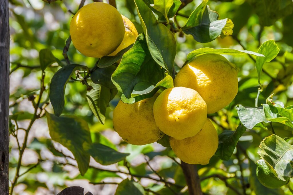 lemons, lemon, lemon tree-1620330.jpg
