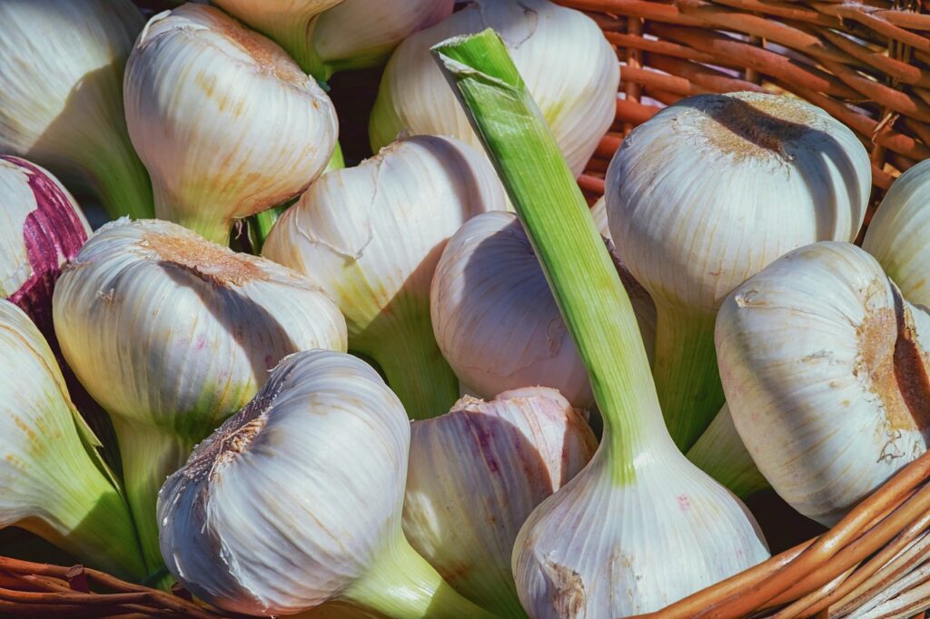 garlic, fresh, aromatic plant-3471701.jpg